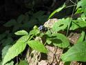 Chimgan Mountaineering Chimgan Mountains Chimgan Mountaineering Chimgan Mountains
