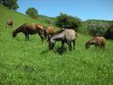 Ishak-Kuprik-Say Chimgan Mountains