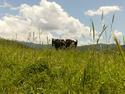 Ishak-Kuprik-Say Chimgan Mountains