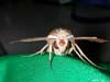 moth
