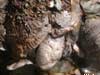 coquina