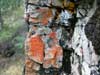 lichen
