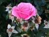 rosa