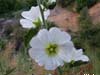 mallow