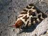 moth