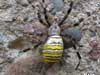 spider