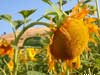 sunflower photograph Click to see more