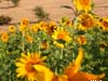 sunflower Click to see more