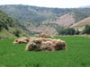 Uzbekistan nature photography