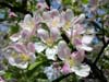 Uzbekistan flora