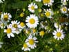Uzbekistan flora
