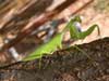 mantis