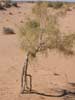 nature pictures