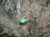 Uzbekistan rock climbing