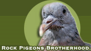 Rock Pigeons Brotherhood